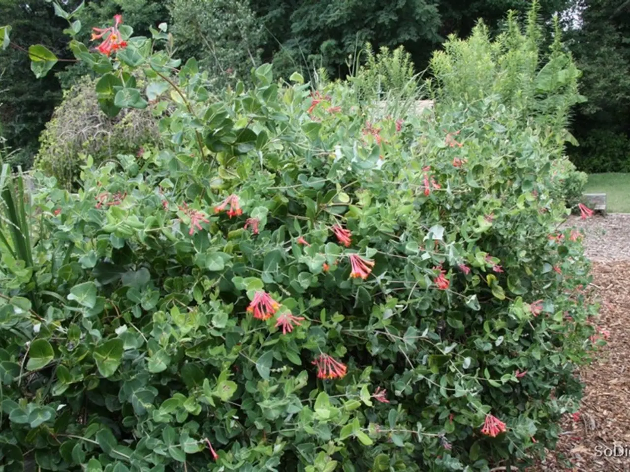 Identifying the Plant Hardiness Zone for Kansas City: Examining the Plant Hardiness Map