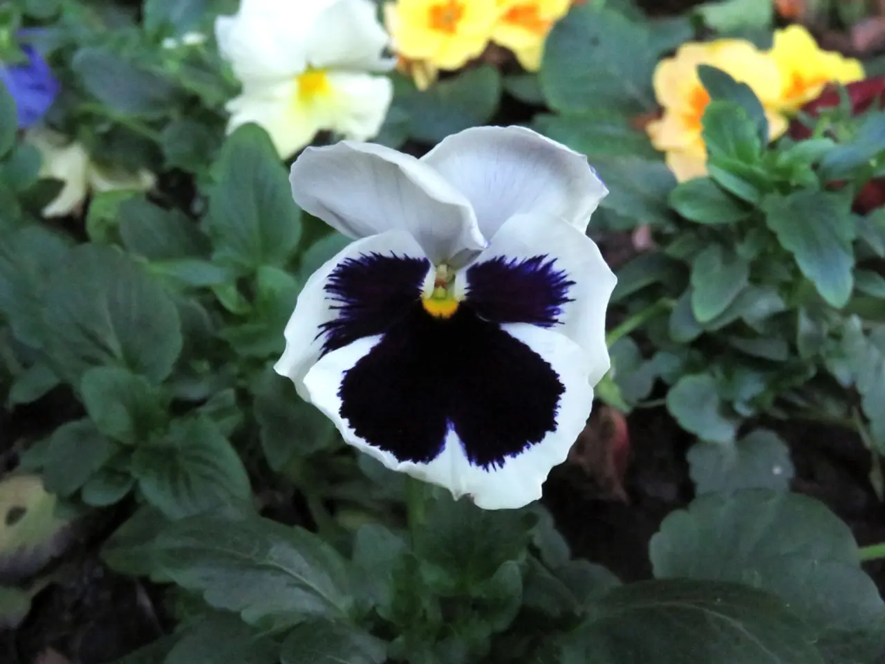 Transformed blooms: Illuminate your garden with the top 10 Jasmine varieties