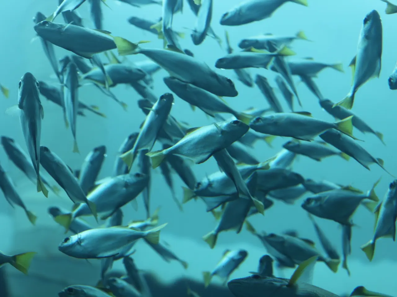 Optimal Dietary Options for Giant River Monitors (Arowanas)