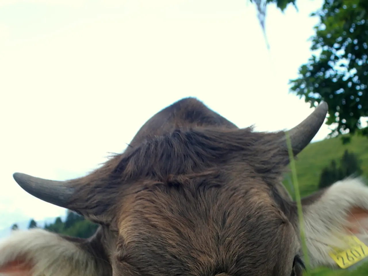 World-premiere, eco-friendly, sustainable beef provided by a butcher in Adelaide