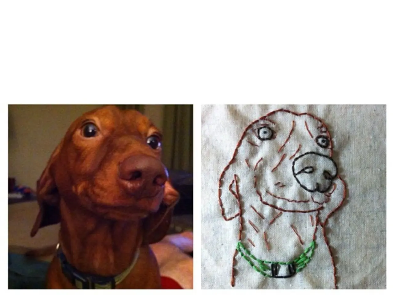 Mixed Breed Dog: The Combination of Maltese and Yorkshire Terrier, Not similar to a Famous...