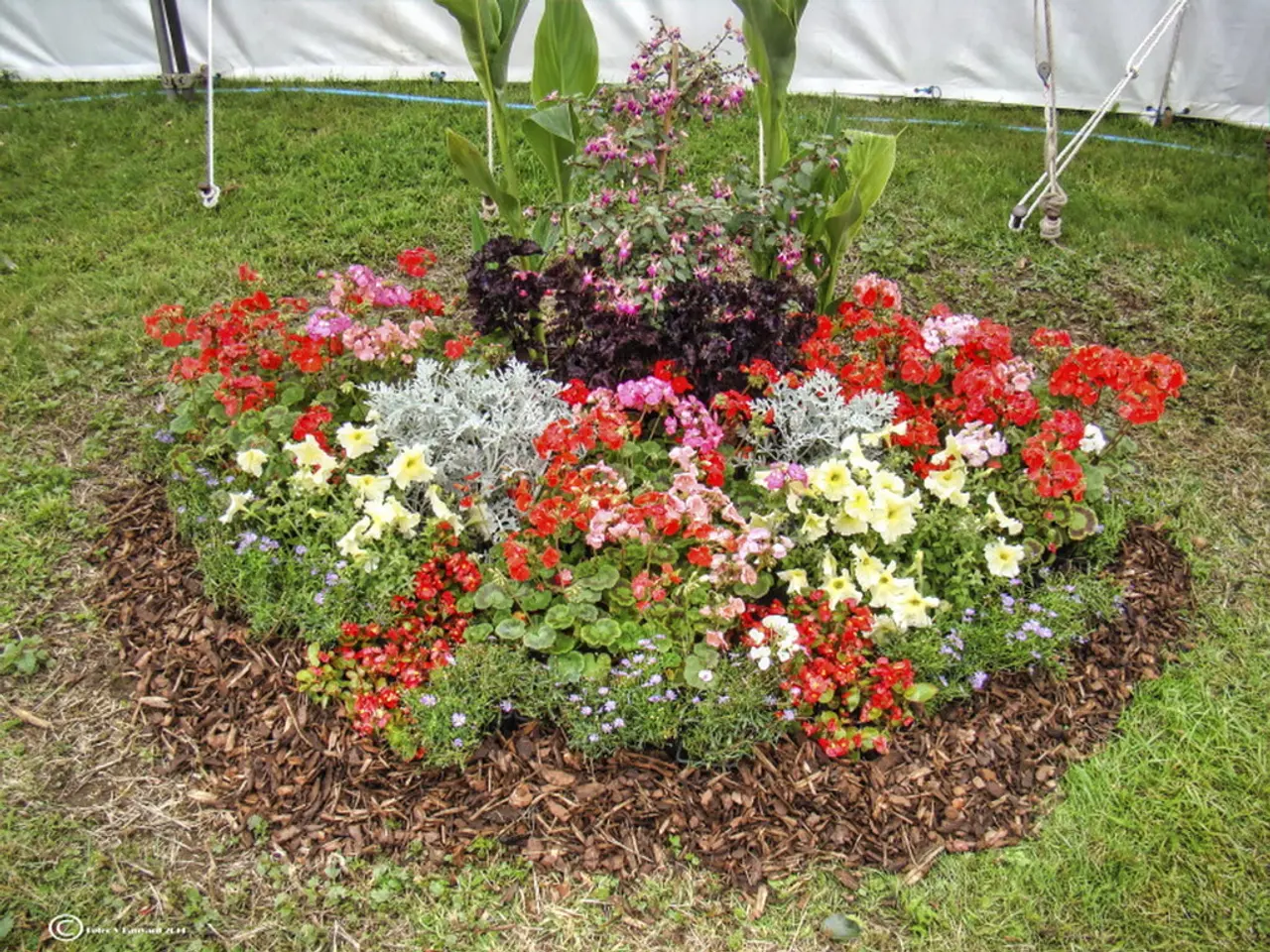 Hardiest Flora for All Gardening Scenarios: Drought-Resistant Plants