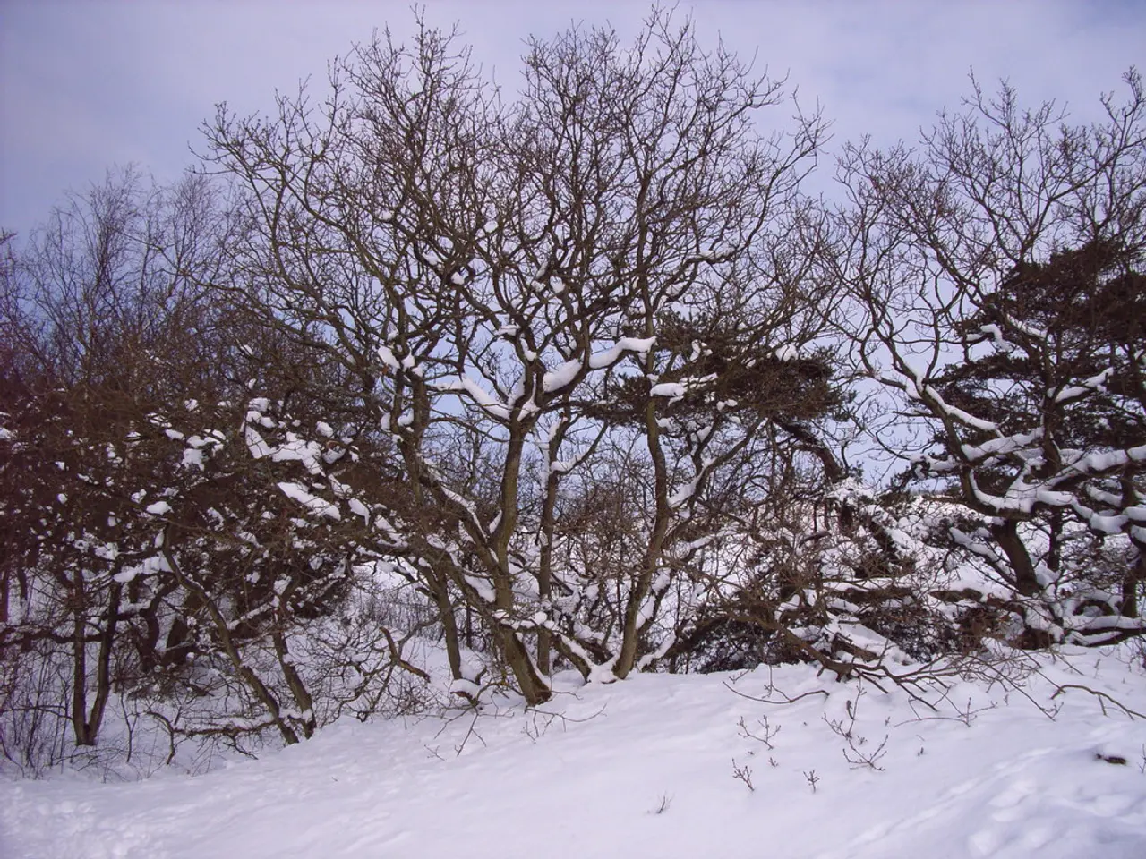 Planting Seeds in Winter: Advantages and Disadvantages