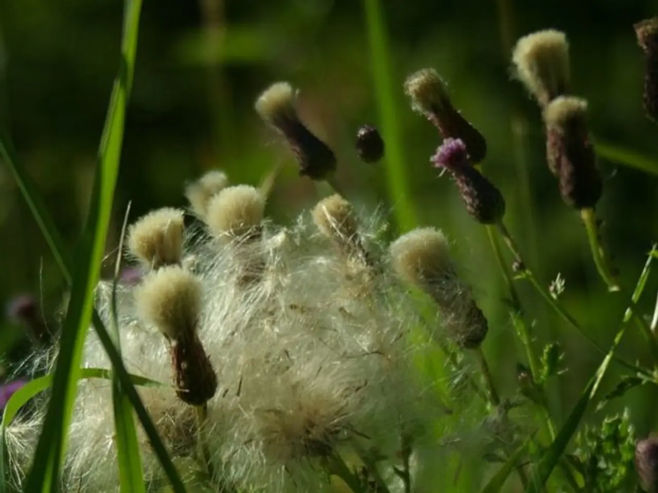 City Council's Green Team invites you to participate in the "Green Hour" event, scheduled for...