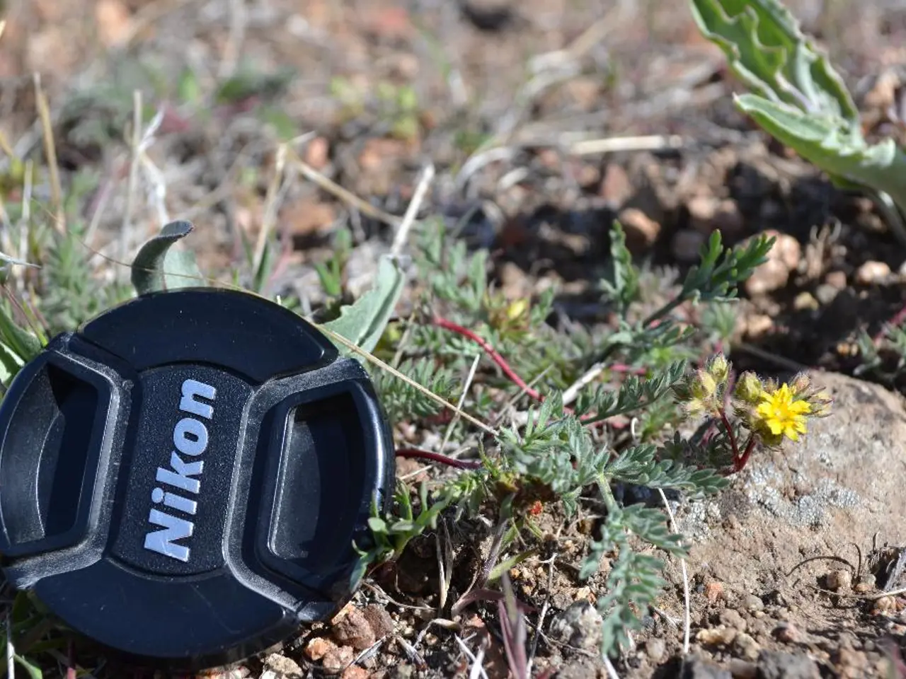 Autumnal One-Time Lawn Maintenance Tasks