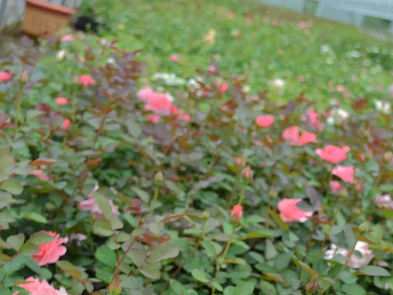 Develop a Vibrant Tomorrow with Chrysanthemum Fabienne