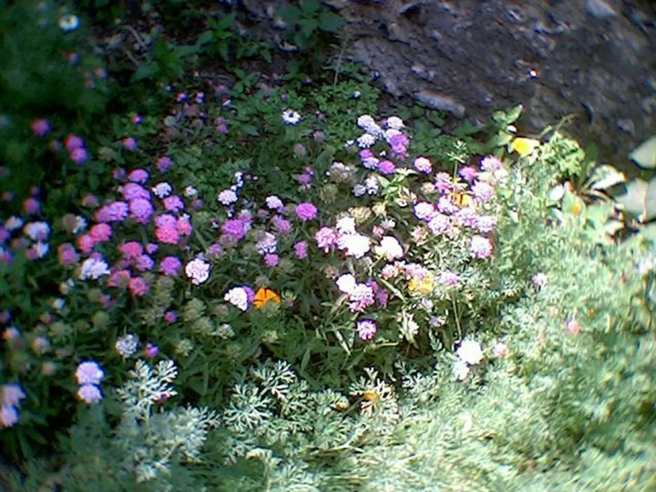 Largest Flora Family Ever Known: Asteraceae Dominates Globally