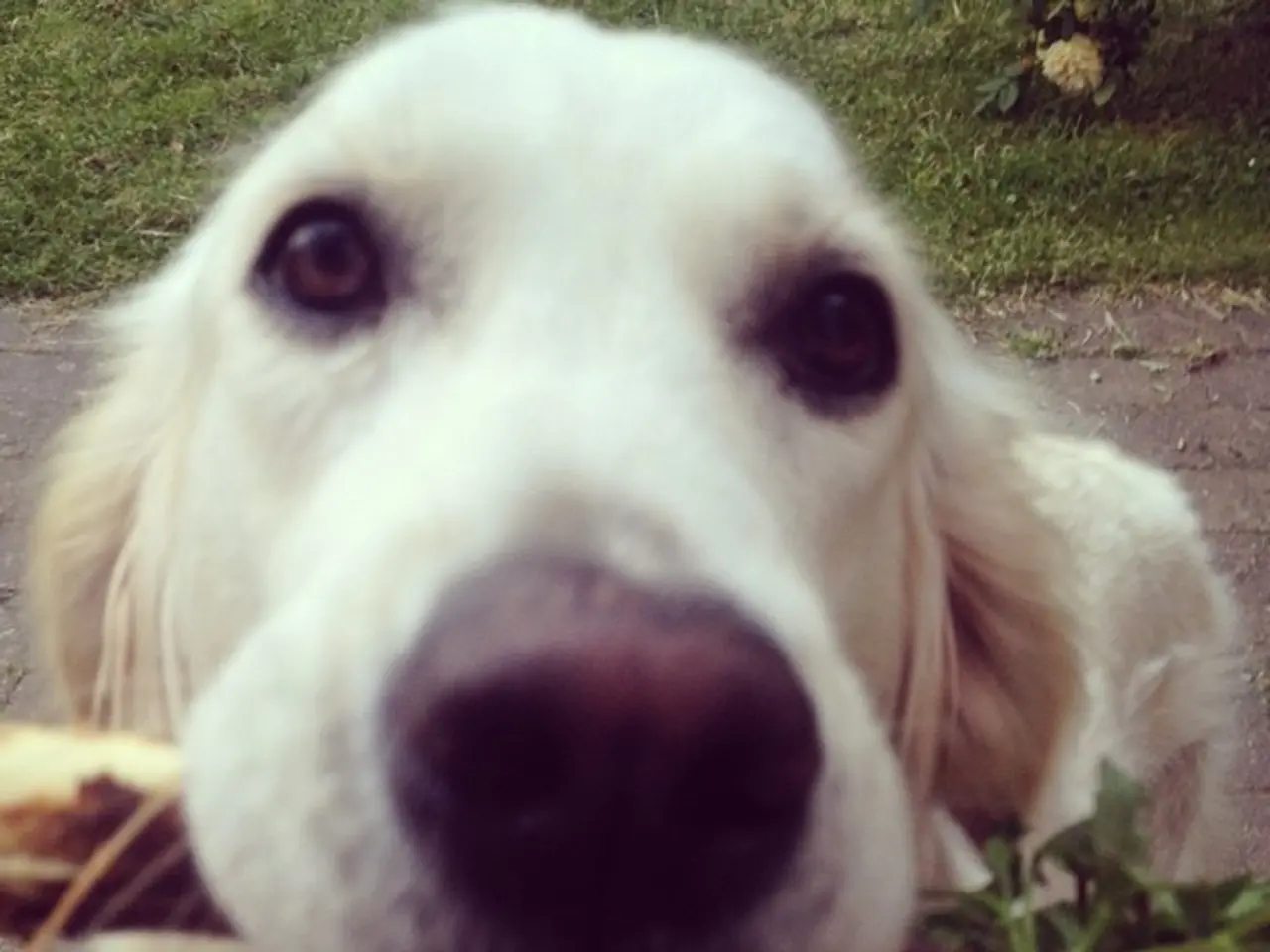 In this image there is a dog holding a stick with its mouth. Beside to it there are few plants on...