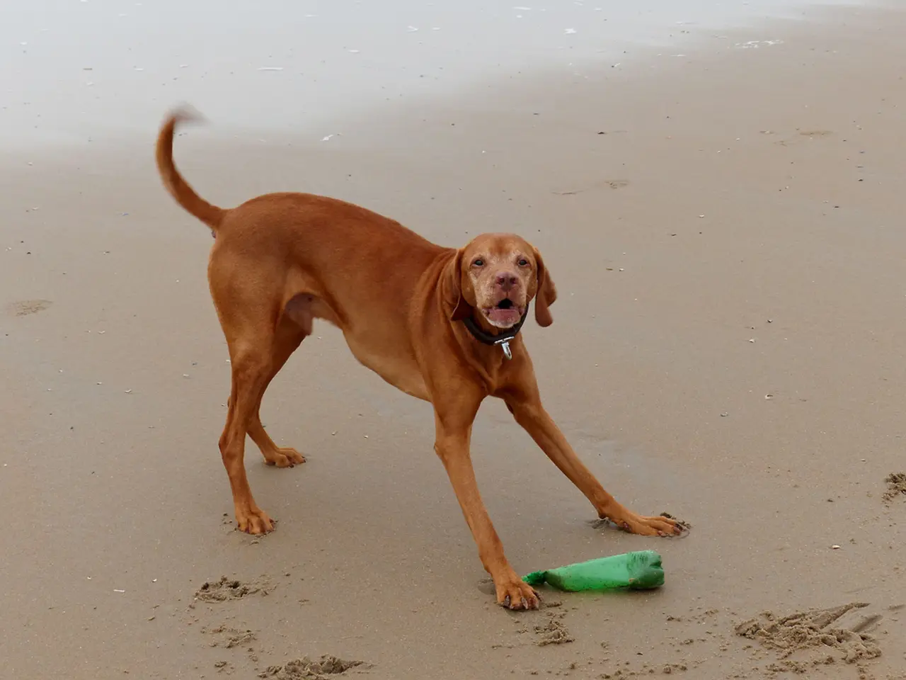 In this image we can see a dog on the sea shore. We can also see a bottle on the sand.