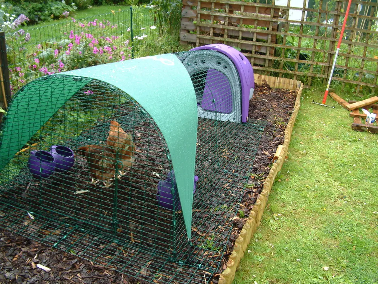 In this image on the left side there are some hens which are in some basket, at the bottom there is...