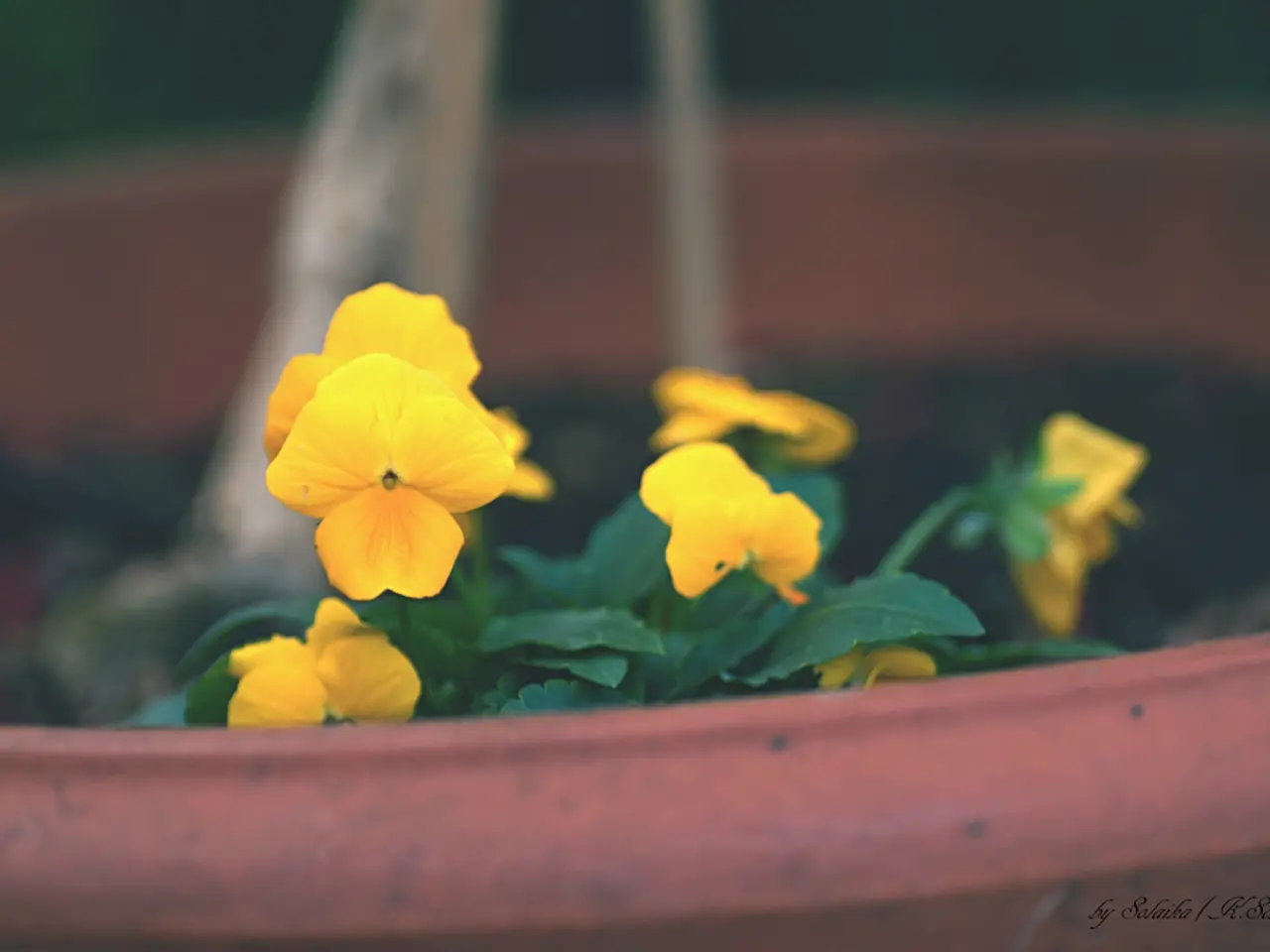 This is a macro photography of the flowers from a potted plant.