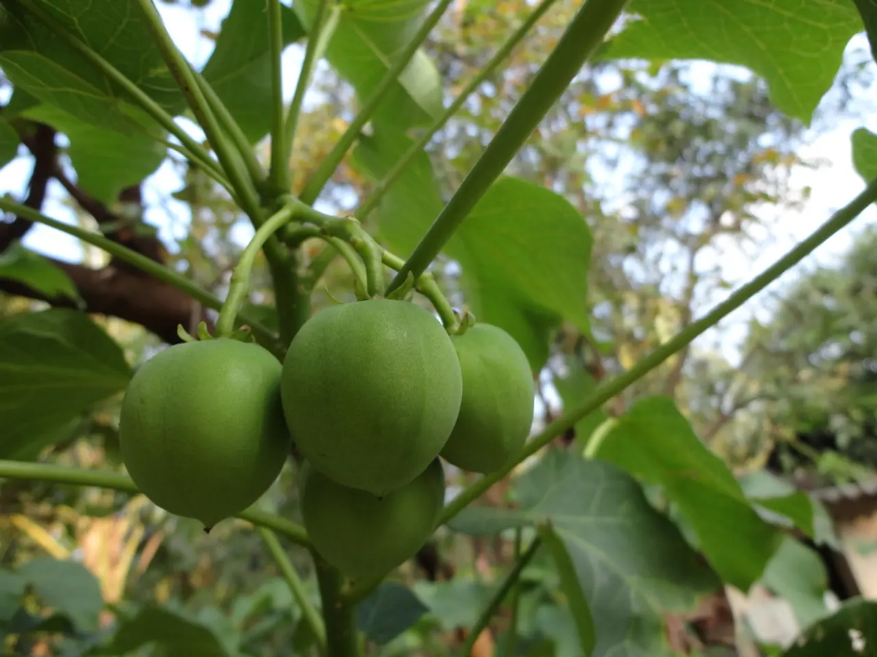 In this image there are fruits to a plant, in the background there are trees.