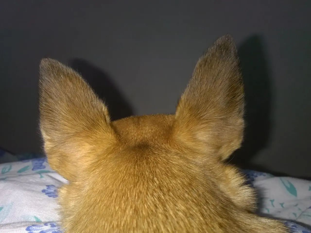 In this image we can see an animal looks like a dog on the cloth and a wall in the background.