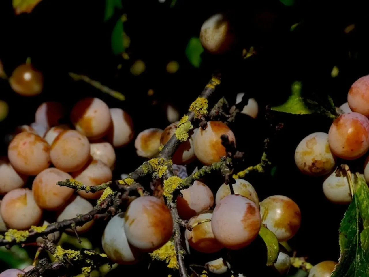 In this image there are fruits and leaves to the stems.