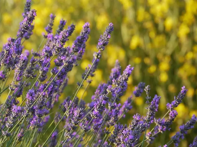 5 aromatic bushes guaranteed to imbue your garden with a tantalizing fragrance this summertime