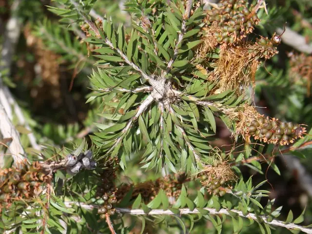 Growing Quince Trees: A Guide to Producing Fragrant, Aromatic Fruits and Attractive,...