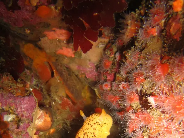 Tiny Crustaceans Thrive in Blistering Lava: Possible Contenders for Top Heat-Tolerant Life Forms...