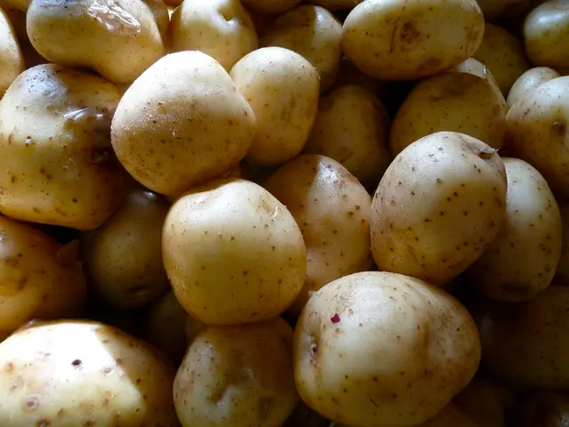 Top Notch Potato Varieties for Home Cultivation