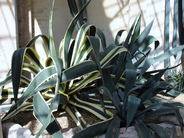 Get a Pineapple Patch in Your Residence: Follow These Steps!