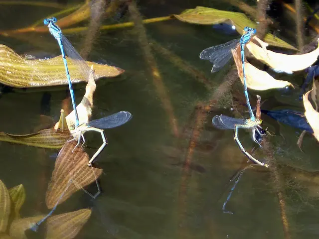 15 Blunders to Steer Clear of When Creating a Pond in Your Backyard