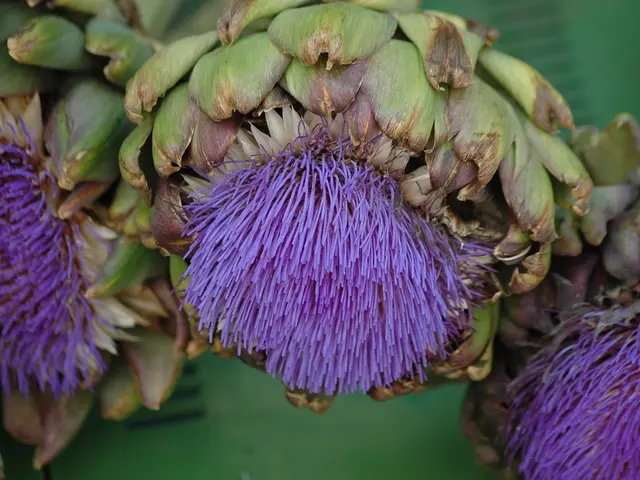 High-Profit, Nutritious Artichoke Farming: Capitalizing on Increasing Demand for Superfood in...