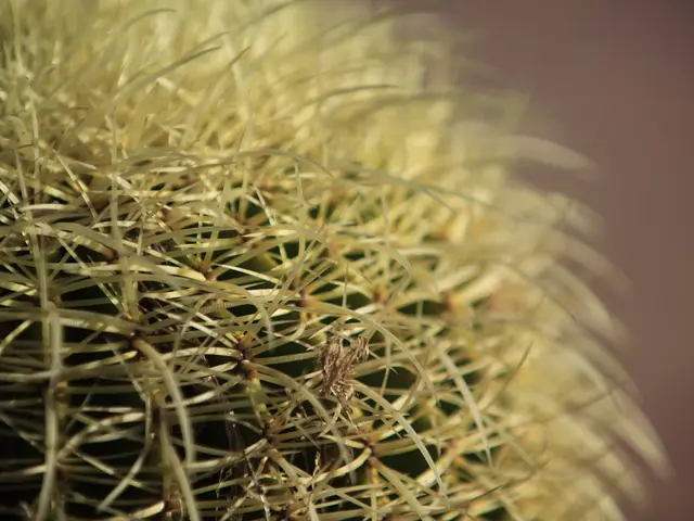 Rotting Cacti: Identified Causes & Effective Remedies