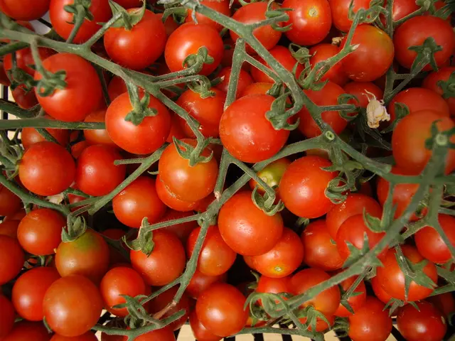Removing Tomato Suckers: Essential or Not?