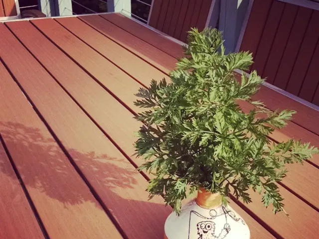 Signs Your Houseplant Needs Attention (And Possible Solutions)