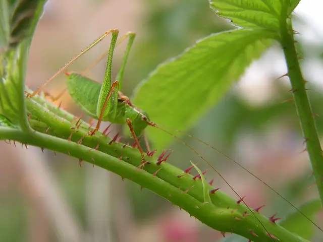 Managing Bacterial Blight in Philodendrons: Exploring Successful Control Methods