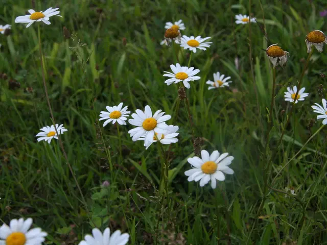 Contest Announcement: Join the OWL's Best Garden Contest and Secure a Victory with Prizes