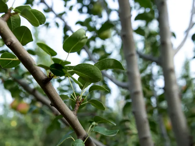 Top-Notch Crab Apple Tree Varieties