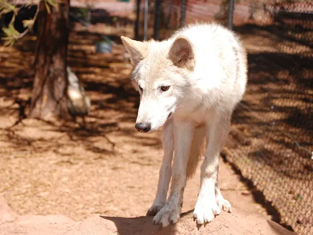Dog Number 11's Welfare in Lübeck Assessed
