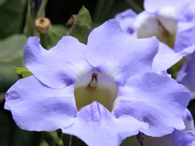 Top 10 Blooming Plants Ideal for Sun-Exposed Areas During Afternoons