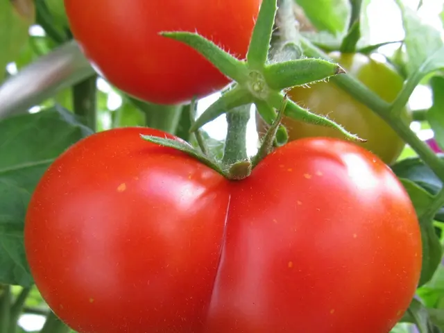 Techniques for Growing Tomatoes in Pots: A Guide to Five Strategies for a Thriving Harvest