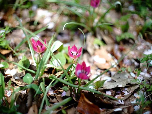 Financial Prosperity from Vegetation: Understanding 10 Lucrative Plants and Arboreal Species Every...