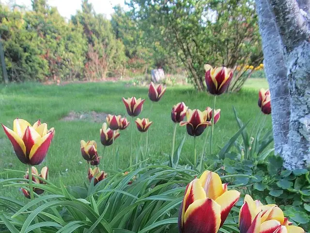 Evergreen plants similar to bamboo, offering a well-mannered alternative, are excellent choices for...