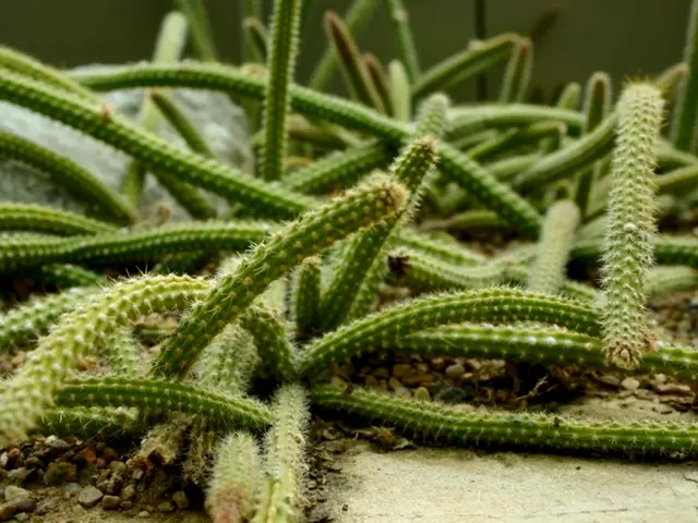 Cactus with Bunny Ears: Comprehensive Guide for Cultivation and Maintenance