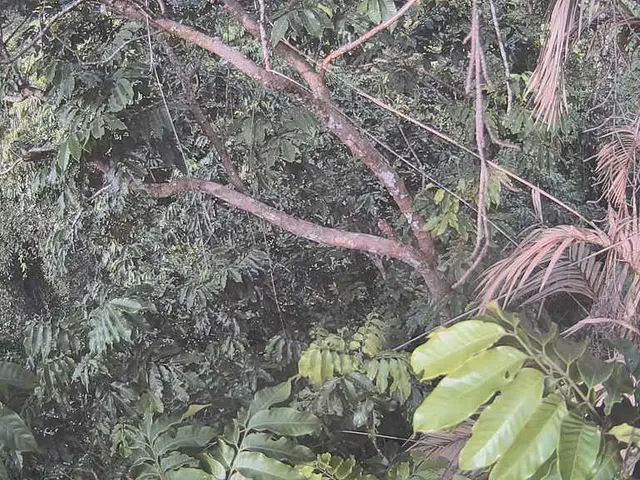 Hurricane Calm: Tropical Greenery Experiences a Peaceful Hurricane Period - As of Now