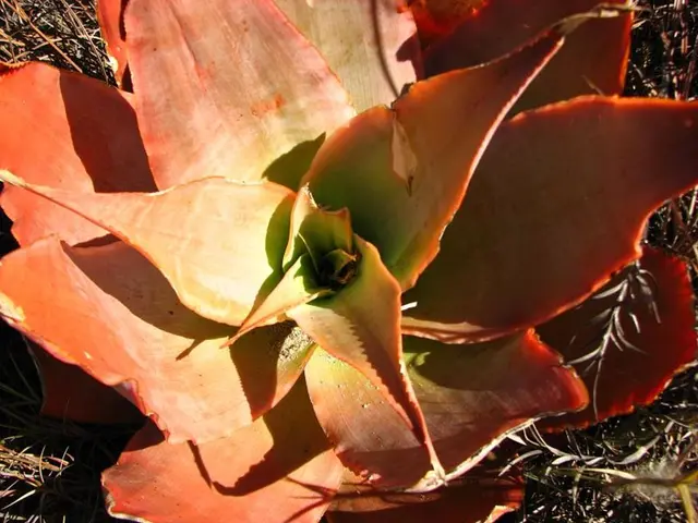 Domestic-Friendly Aloe Plant Varieties: An Overview of 9 Suitable Choices for Your Indoor Green...