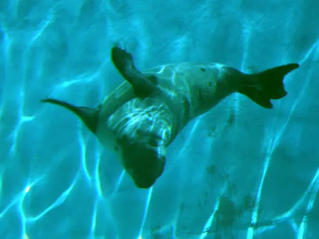 Seal rescued with injuries in Kiel