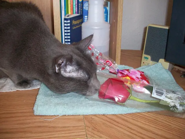 Treasures Adored by Feline Enthusiasts: 13 Delights for the Feline Connoisseur