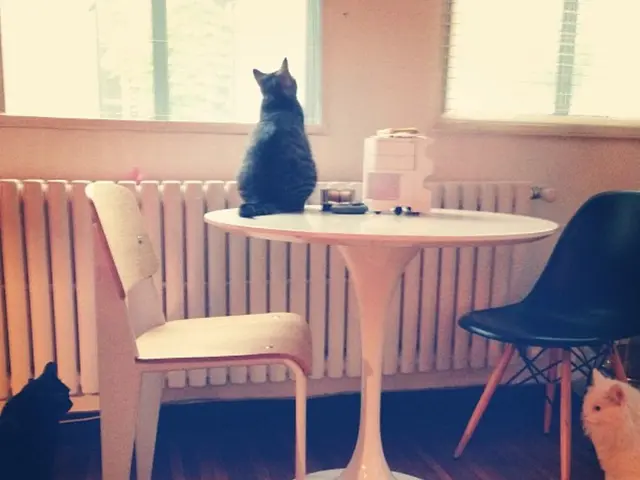 Needing new homes: Three defenseless, blind kittens in need of care