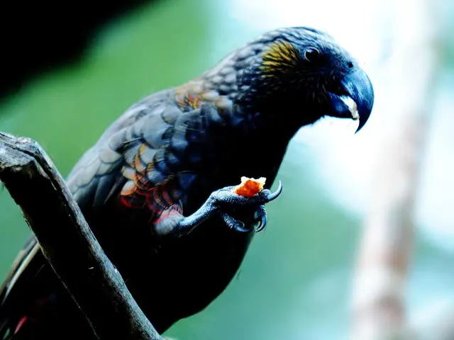 Harmonious Sanctuary for the Aras at the Bird Park: Where Birdlife Thrives