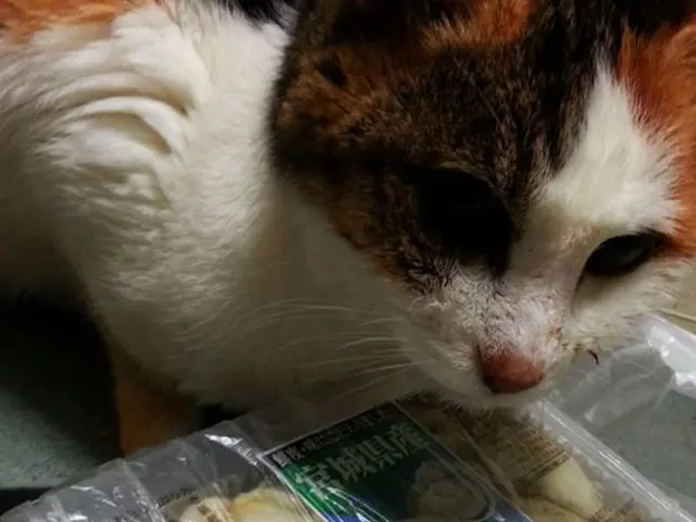 Cat feeding puzzle on sale for Prime Day,Costing below $10, Helps regulate cat's eating pace.