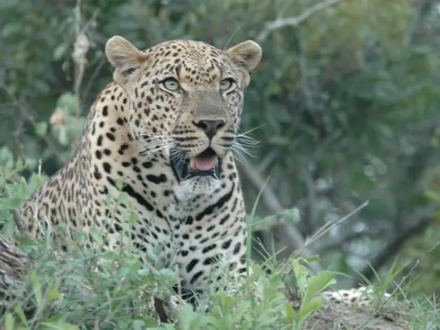 Identify the Distinctiveness: A Guide on Recognizing Cheetahs from Leopards