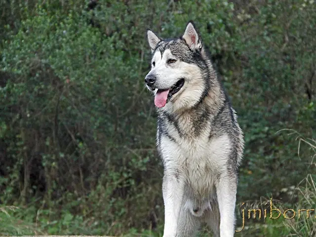 Suburban Minsk residents express terror over a creature resembling a wolf.