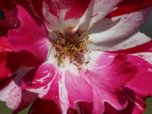 Wall Colors Predictions for 2025 - As Chosen by a Color Specialist - Reveal the Shades that Harness...