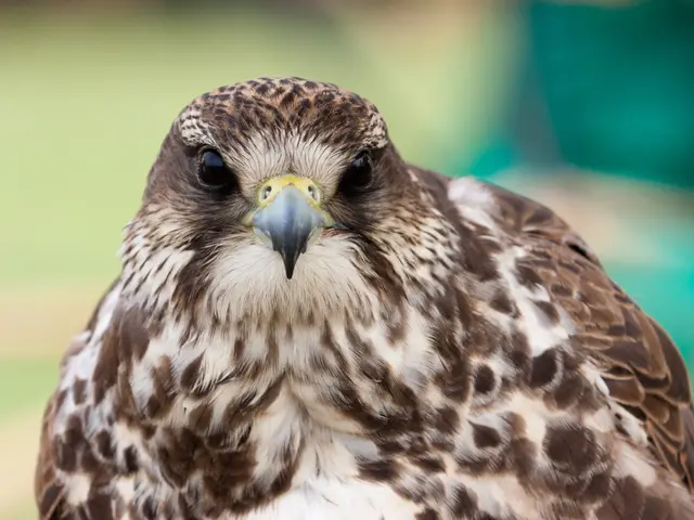 A bird of prey, a hawk, cleverly deciphers traffic patterns to launch surprise attacks on its...