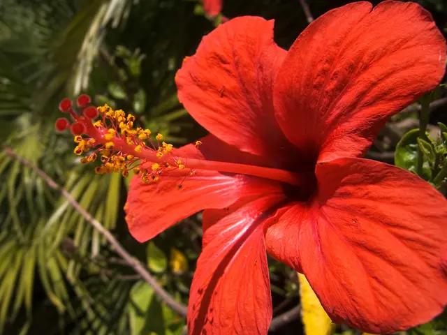 Keep Vigilant Against Hibiscus Ailments: Recognize 5 Common Issues