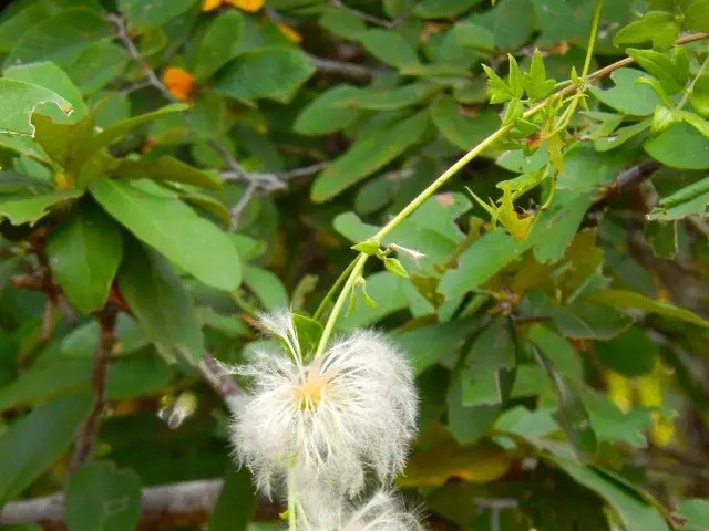 Expanding Aged Tree Population